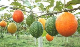 吊瓜是怎么吃的,探索吊瓜的美味之旅