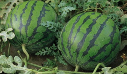 吃瓜说常州,瓜香四溢，品味这座城市的甜蜜与温馨