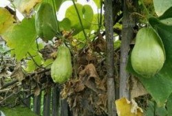 感冒可以吃土耳瓜吗