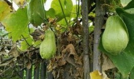 感冒可以吃土耳瓜吗