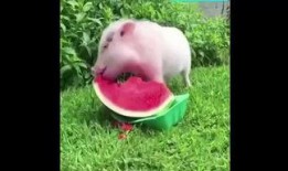 小猪吃瓜的视频,欢乐无限，萌态十足