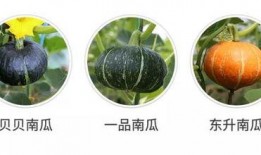 南瓜吃瓜群众,揭秘南瓜的独特魅力与食用之道