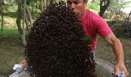 哥伦比亚人吃瓜,品味南美风情