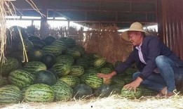 福建吃瓜突然发疯,全民狂欢背后的社会热潮解析