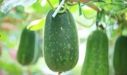 几月吃瓜最好,七月吃瓜正当时