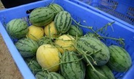 群吃群瓜,揭秘网络社交中的八卦文化现象