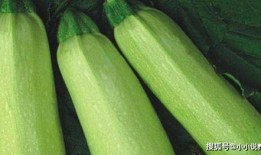 便秘可以吃茭瓜
