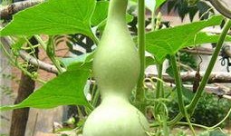 孕妇可以吃瓠瓜吗