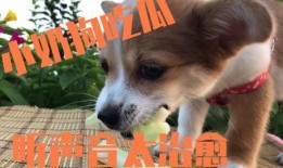 狗儿可以吃瓜吗,瓜类水果在狗狗饮食中的适宜性解析