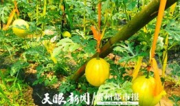 吃瓜贵阳学院,吃瓜群众眼中的校园生活剪影