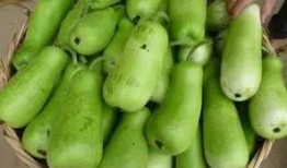 怀孕吃葫芦瓜,营养美味两不误的孕期食谱推荐