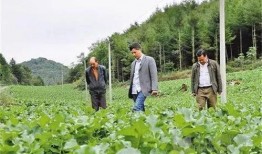 奉节县吃瓜,瓜果飘香，品味田园生活