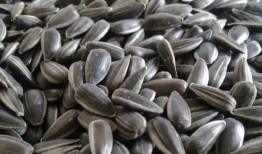 吃瓜可以吃瓜子吗图片,揭秘“吃瓜可以吃瓜子”的趣味真相