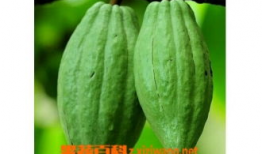 吃乳瓜的酱,探寻传统美食的秘密