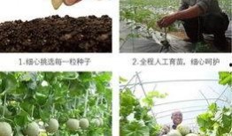 树底吃瓜,一场别开生面的夏日吃瓜盛宴