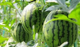 群众吃的什么瓜,探寻群众餐桌上的甜蜜时光