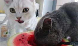 京瓜猫可以吃吗,揭秘猫咪的饮食新选择——可以吃吗？