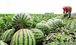 吃瓜有苦味,探寻夏日消暑美食的奇妙口感