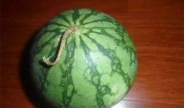 吃瓜挑瓜看瓜,吃瓜挑瓜看瓜，轻松掌握瓜事全貌