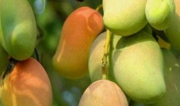 咳嗽可以吃黄皮瓜吗,黄皮瓜是缓解良方？探究其食疗功效