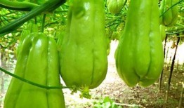 云霄普美吃瓜,揭秘娱乐圈幕后故事