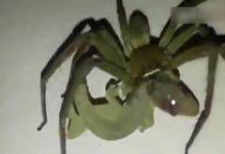 奇趣吃瓜,揭秘娱乐圈那些鲜为人知的幕后故事