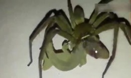 奇趣吃瓜,揭秘娱乐圈那些鲜为人知的幕后故事