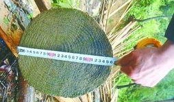 奉节县吃瓜,瓜果飘香，品味田园生活