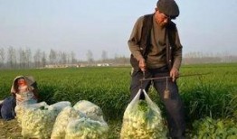 瓜菜打农药几天才可以吃