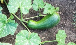 孕妇可以吃瓠瓜吗