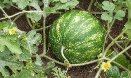 吃瓜会长是谁,网络红人的崛起与影响力