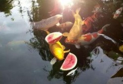 吃瓜精英锦鲤,揭秘网络红人的崛起之路