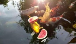 吃瓜精英锦鲤,揭秘网络红人的崛起之路