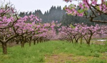 资阳吃瓜,揭秘当地特色美食背后的故事