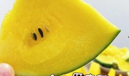 上海金山小瓜怎么吃,解锁夏日清新美味