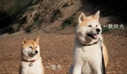 秋田犬可以吃网纹瓜吗,网纹瓜的适宜性探讨