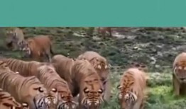 吃瓜国服老虎,揭秘老虎的神秘世界