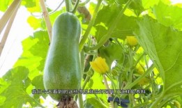 广东香香吃瓜,探寻地道的粤式美食风情