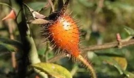 糖花黄毛吃瓜,揭秘网络热梗背后的故事