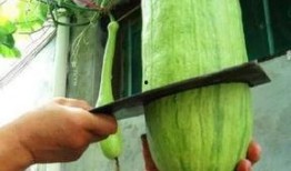 砍瓜多长可以吃,揭秘最佳食用长度