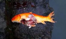 吃瓜精英锦鲤,揭秘网络红人的崛起之路