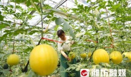 潍坊吃瓜最新,揭秘当地特色美食背后的故事