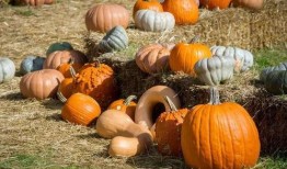 南瓜吃瓜群众,揭秘南瓜的独特魅力与食用之道