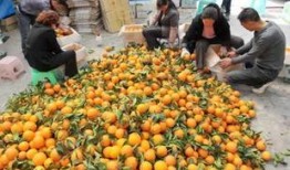 奉节县吃瓜,瓜果飘香，品味田园生活