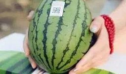 错过吃瓜消息,揭秘那些被遗忘的瓜界风云