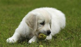 狗子可以吃白瓜吗吗