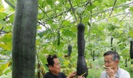 砍瓜多长可以吃,揭秘最佳食用长度