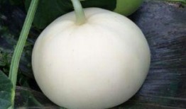 生病可以吃梨瓜,生病时的天然良药，润肺止咳的绿色守护