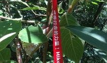 天堂顶吃瓜,一场别开生面的山顶盛宴