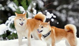 秋田犬可以吃网纹瓜吗,网纹瓜的适宜性探讨